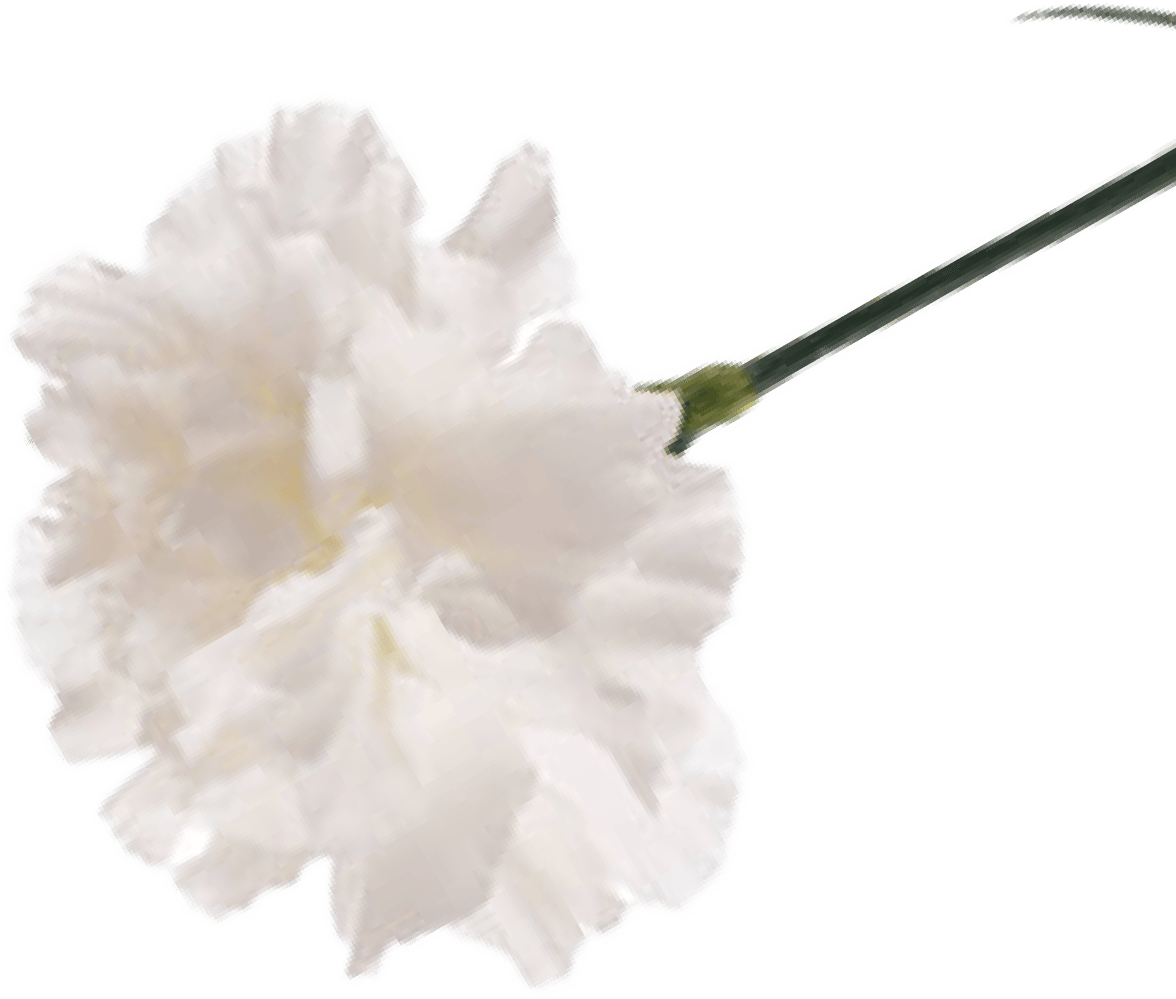 MÓ Avellaneda - Flor que adorna la web