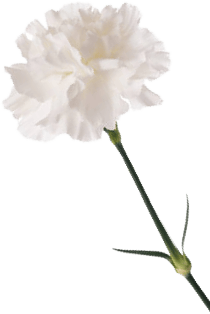 MÓ Avellaneda - Flor que adorna la web